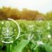 IA autônoma acerta até 94,7% na recomendação de fertilizantes
