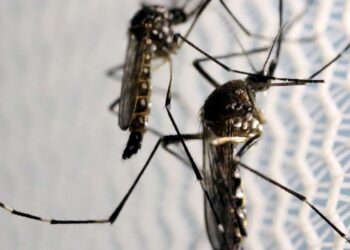 Estado de SP confirma mais duas mortes por febre amarela